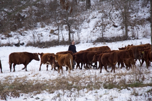 cows and monk in snow also for website .jpg