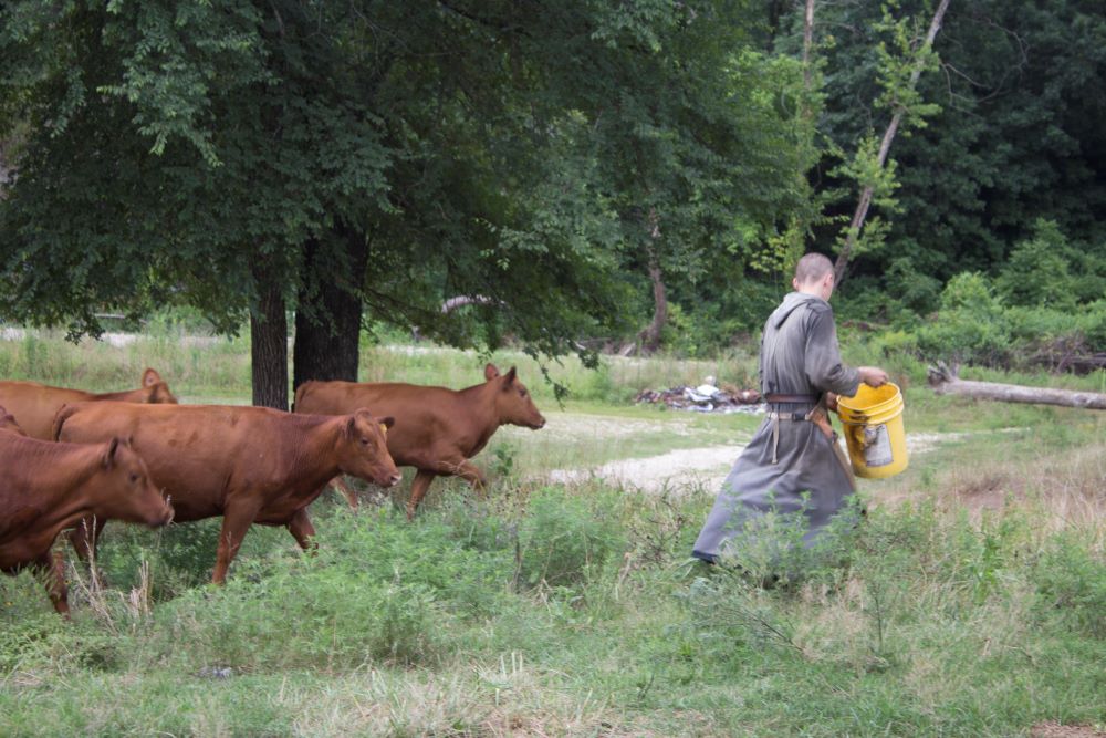 monk with cow by creek small.jpg